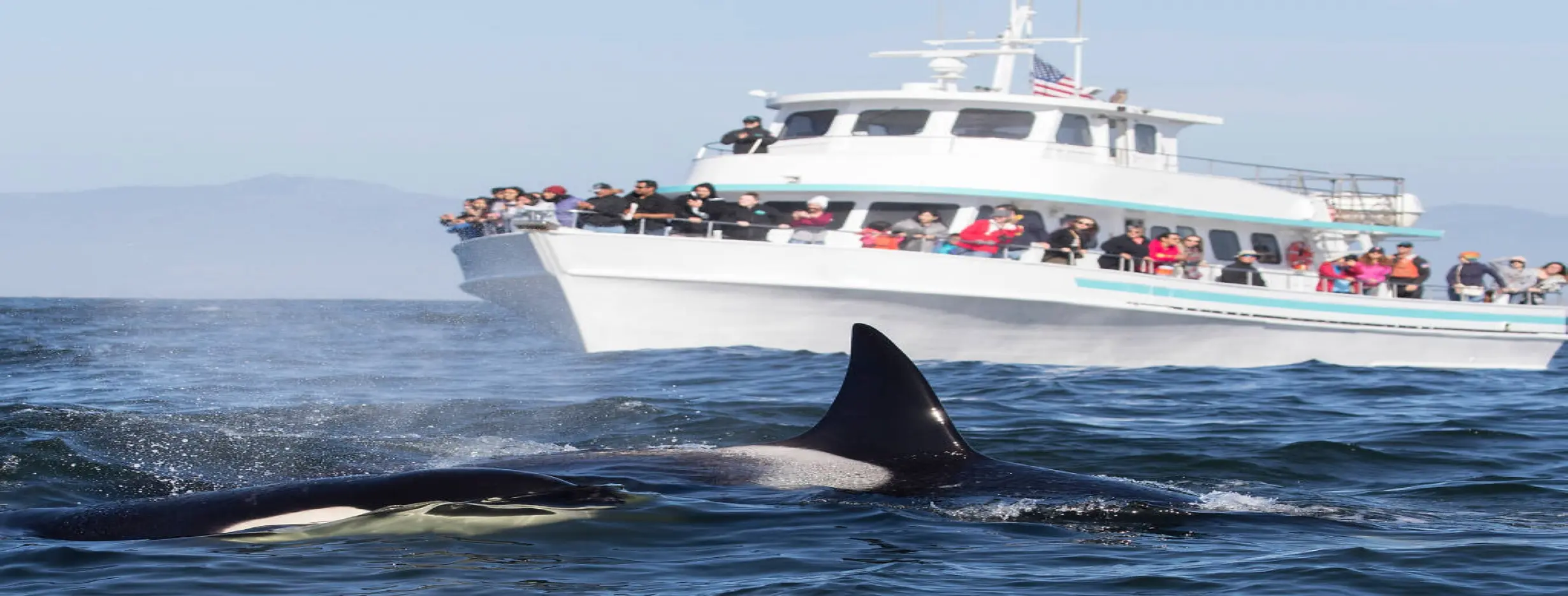 Image for Whale Watching Excursion